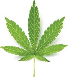 cannabis-producteur-investissement