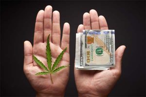 cannabis-profit-maximiser-4-regles