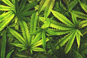 marijuana-previsions-croissance-bonne