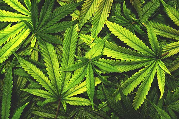 marijuana-previsions-croissance-bonne