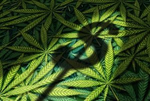 profits-industrie-cannabis